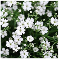 Gypsophila- Repens White