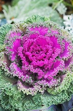 Kale Seeds for Planting Pink heirloom & Non-GMO Seeds