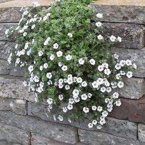White Gypsophila Repens Seeds – Organic, Heirloom, Non-GMO Flower Seeds for Planting