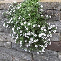 White Gypsophila Repens Seeds – Organic, Heirloom, Non-GMO Flower Seeds for Planting