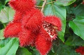 Annatto Bixa orellana seeds for garden planting