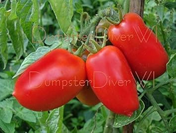 Red Marzano Tomato Seeds for Planting - heirloom & Non GMO Seeds