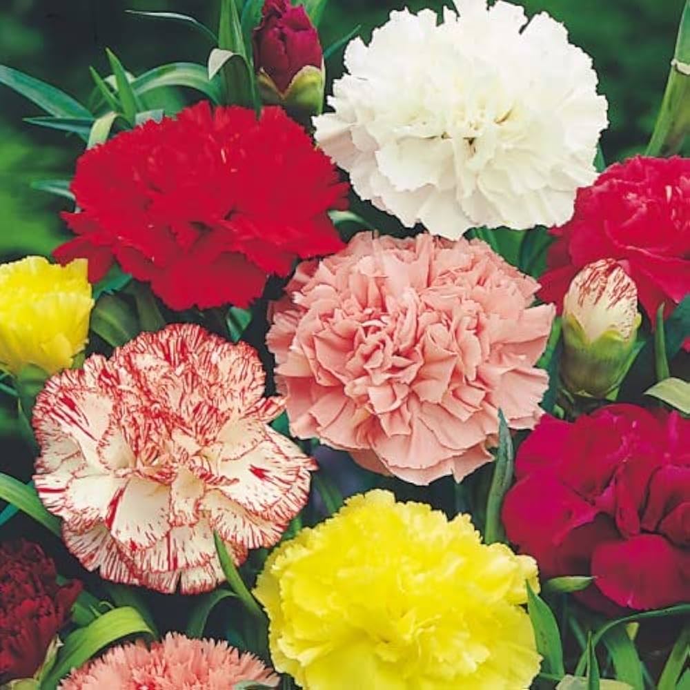 Carnation (flower Dianthus caryophyllus) for planting in garden