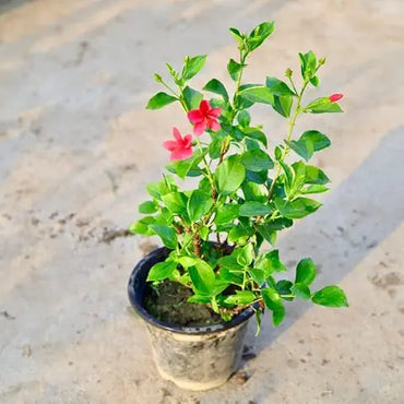 Hibiscus Flower Clear Easy Grow Plant Seeds