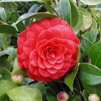 Camellia Flower Seeds – Heirloom, Non-GMO Seeds for Planting Elegant Garden Blooms - Flower for planting in home garden