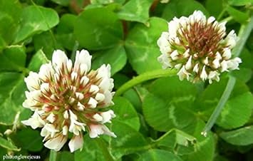 Clover (Clover scientific name) for planting in garden