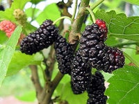 Mulberry Fruit Seed Set for Growing Sweet, Juicy Mulberries 100 pcs
