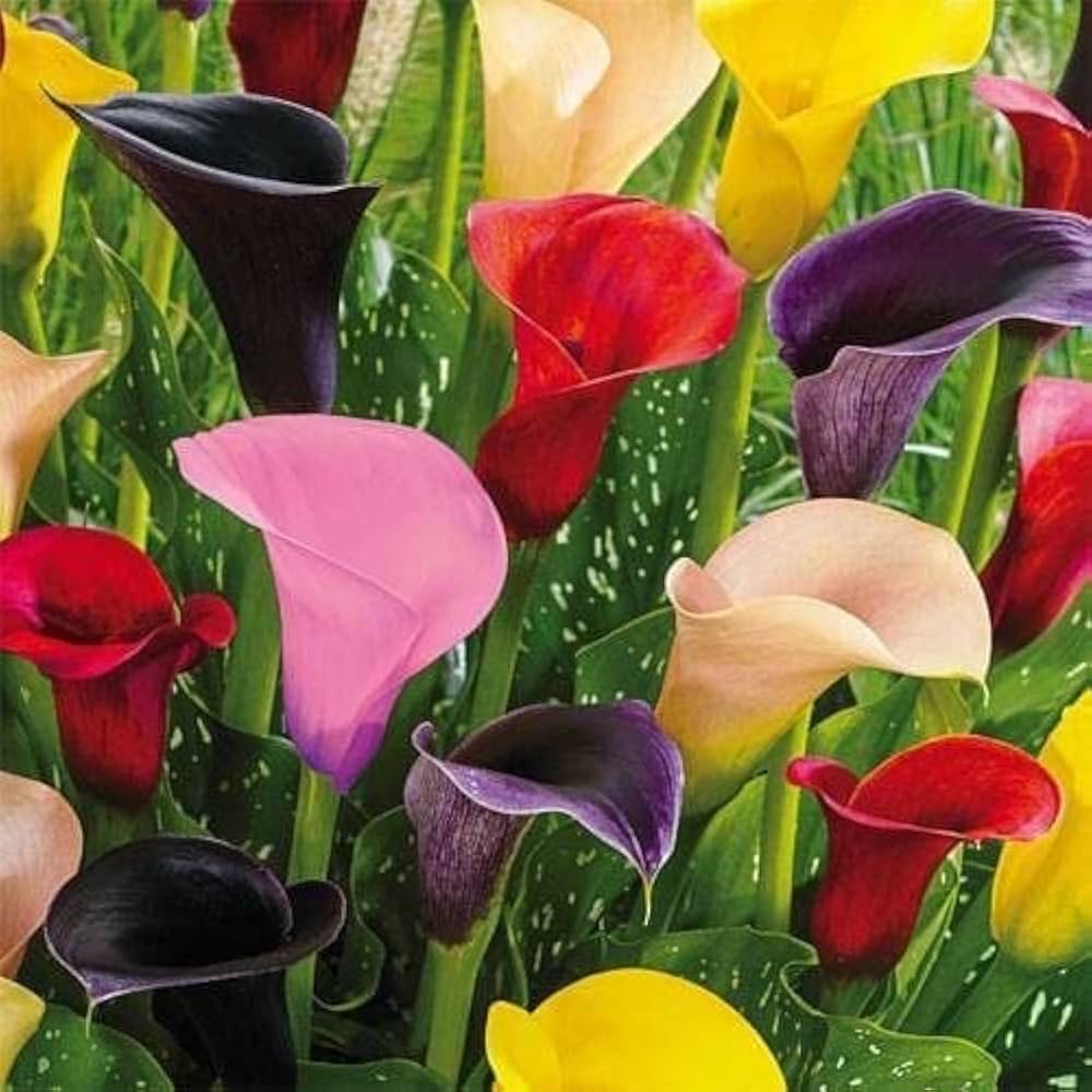 Calla Lily Elegant Indoor Flower - for planting in home garden