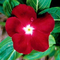 Heirloom Non-GMO Red Periwinkle Flower Seeds for Charming Garden Planting