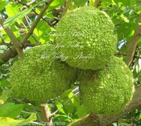 Maclura Pomifera Tree, Osage Orange Fruit, Hedge Horse Apple,Green Maclura Fruit Seeds - Grow Your Own Osage Orange Tree