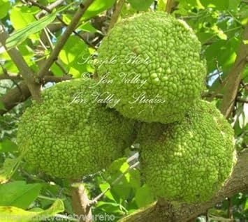 Osage orange Maclura pomifera Fruit Seeds