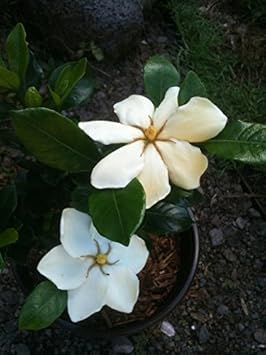 Jasminoides (Jasminoides scientific name) for planting in garden