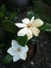 Jasminoides (Jasminoides scientific name) for planting in garden