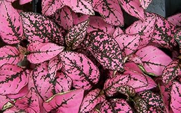Pink Polka Plant Seeds for Planting heirloom & Non-GMO Seeds