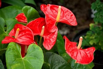 Anthurium Flower Seeds Heirloom Non GMO Planting - 100