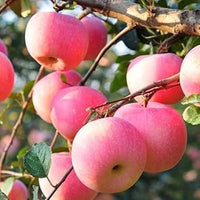 Green Lasiacantha Fruit Seeds - A Unique and Nutritious Fruit for Your Garden 100 pcs