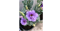 Mariachi Lavender – Lisianthus Seed