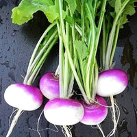 Slicemaster (Vegetable) for planting in garden