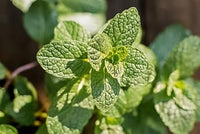 Mint Mentha Seeds for Planting - 100 pcs