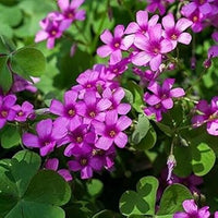Heirloom Oxalis Flower Seeds – Non-GMO Seeds for Planting Vibrant and Hardy Garden Blooms
