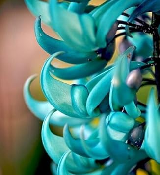 Organic Heirloom Non-GMO Green Macrobotrys Seeds for Planting – Exotic Garden Blooms