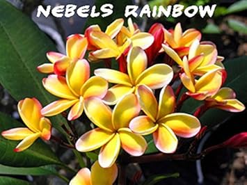 Frangipani (Frangipani scientific name) for planting in garden