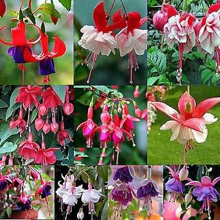 Fuchsias Flower Seeds Heirloom Non GMO Planting - 100
