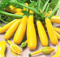 Gold Star – Yellow Summer Squash Seed