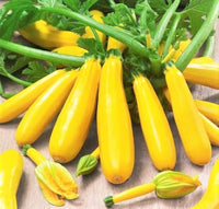 Butterfingers – Organic Yellow Summer Squash Seed