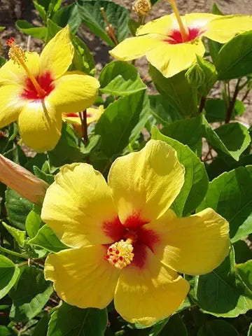 Giant Yellow Hibiscus Flower Seeds – Balcony & Potted Plant