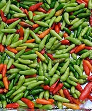 Green‑Red Chili Capsicum annuum seeds for garden planting