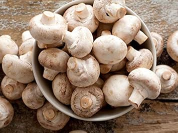 Light Brown Mushroom Agaricus bisporus for planting in urban garden