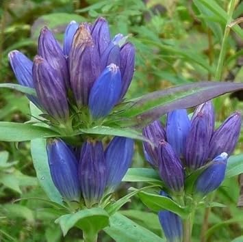Heirloom Non-GMO Blue Gentiana Triflora Flower Seeds – Alpine Blooms for Garden Planting