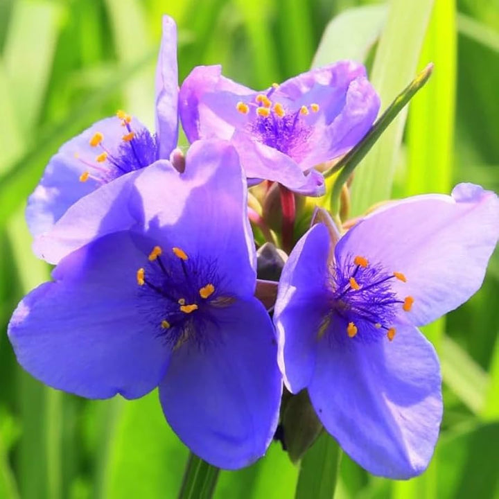 Heirloom Non-GMO Tradescantia Spiderwort Flower Seeds for Planting – Perennial Garden Blooms