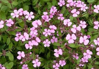 Heirloom Saponaria Ocymoides Flower Seeds for Garden Planting, Non-GMO, Pink Blooms for Ground Cover
