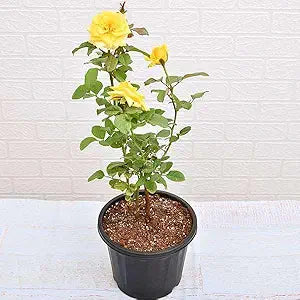 Yellow Rose Shrub Flower Seeds for Home & Garden