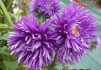 Aster Violet Rainbow Chrysanthemum Perennial Flower Seeds