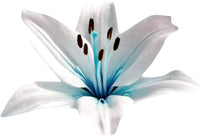 Blue (heart lily Lilium spp. flower) for planting in garden