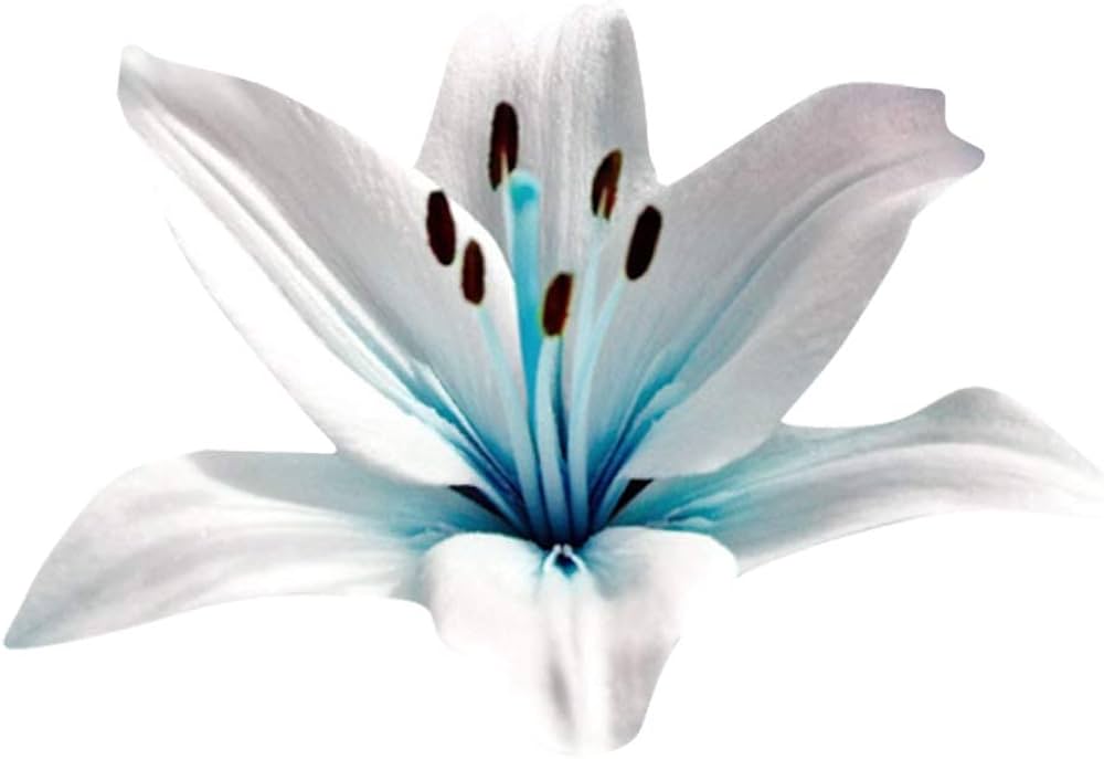 Blue (heart lily Lilium spp. flower) for planting in garden