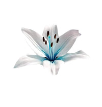 Blue Heart Lily Plant Seeds