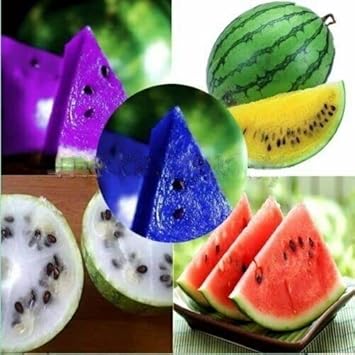 Multi-Colour Watermelon Fruit Seeds for Planting - Growing Fun and Colorful Watermelons