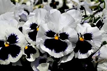White Black Pansy Seeds for Planting | Heirloom, Non-GMO, Organic Flower Seeds