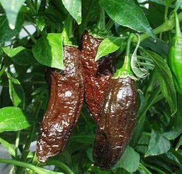 Chocolate Aji Panca Vegetable Seeds for Planting, heirloom & Non-GMO Seeds