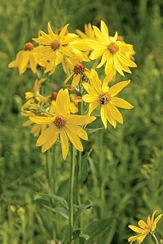 Verbesina Occidentalis Flower Seeds – Heirloom Non-GMO Seeds for Wildflower and Pollinator Garden Planting - Occidentalis for planting in home garden