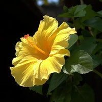 Giant Yellow Hibiscus Flower - for planting in home garden