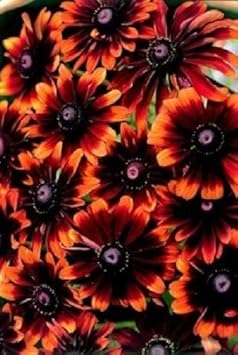 Heirloom Non-GMO Chocolate Orange Rudbeckia Flower Seeds for Pollinator Gardens and Vibrant Planting