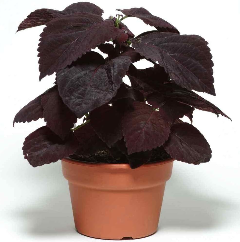 Burgundy Coleus Plant Seeds – Heirloom Non-GMO Foliage Seeds for Colorful Garden Borders
