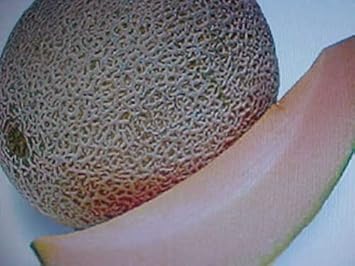 Brown Cantaloupe Melon Fruit Seeds for Planting - Growing Sweet, Aromatic Melons
