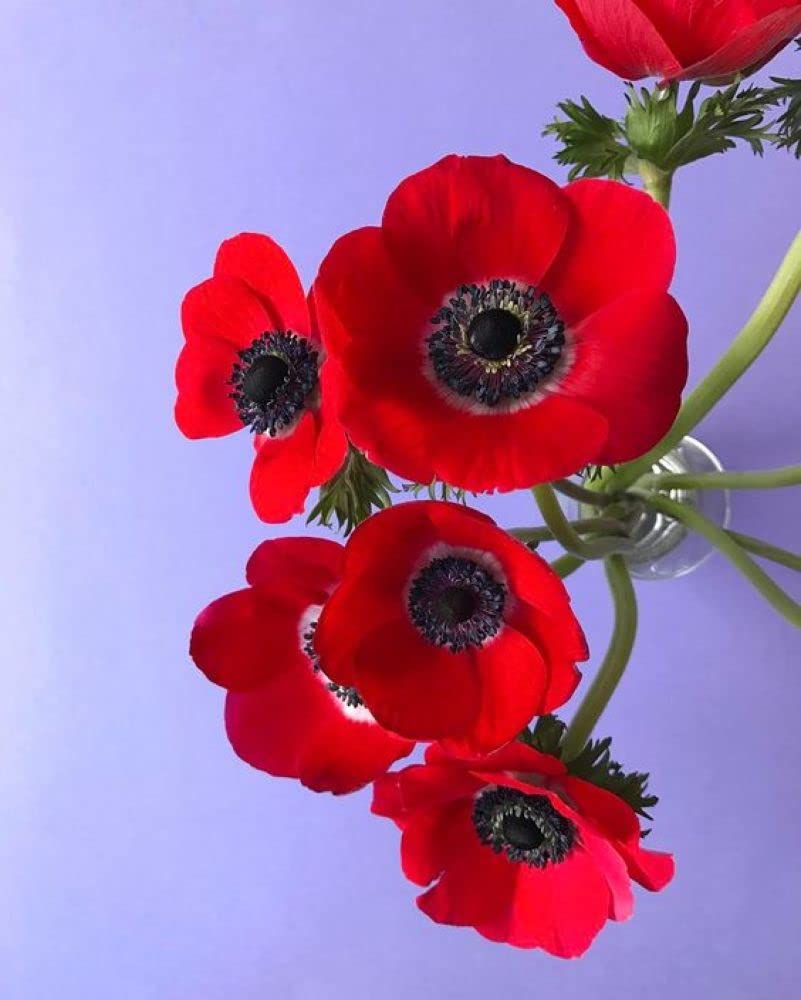 Coronaria Hollandia Red Bulbs