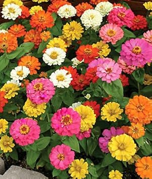 Heirloom Non-GMO Mixed Thumbelina Flower Seeds for Compact Colorful Garden Planting